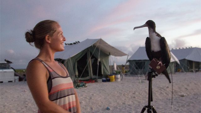  April Surgent and a frigate bird. Image supplied by April Surgent; photo taken under NMFS permit # 16632-01 and PMNM-2016-011-F.
 