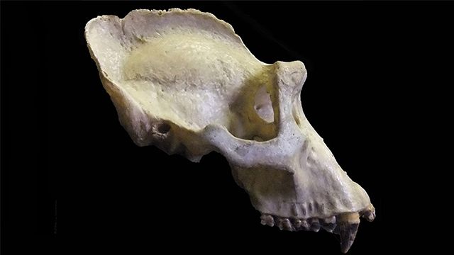  The sagittal crest can be seen running along the top of this male gorilla skull. Image: ANU.
 