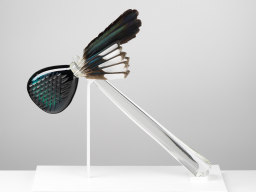 Vicky Higginson, Coping Mechanism: to test emotional response, 2022 Blown, hot-sculpted, carved and mirrored glass, magpie feathers. 49x30x6cm. Photo credit Shannon Tofts