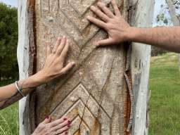 Learning about connections to Country at the scar tree carved by Paul Girrawah House. Photograph by Bianet Castellanos.