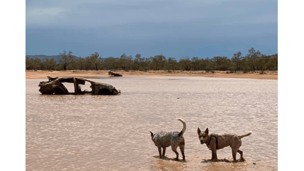 An image featured within a section of Yasmine Musharbash’s manuscript titled Dogs of Dystopia. Image credit: Yasmine Musharbash