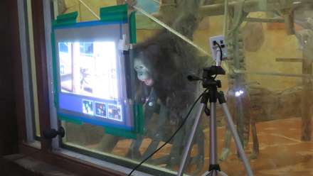  7 year old male orangutan BaekSuk. Image: Nicky Kim-McCormack.
 