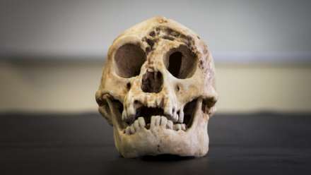  A Homo floresiensis skull. Image by Stuart Hay/ANU 