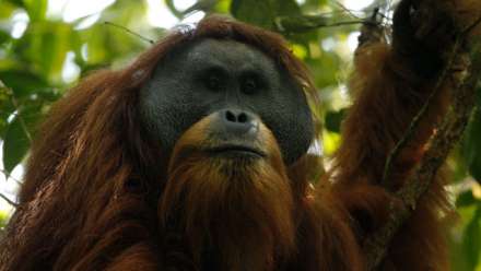  The Tapanuli orangutan is a population of just 800 apes found in a small forest in Sumatra. Image: Tim Laman
 