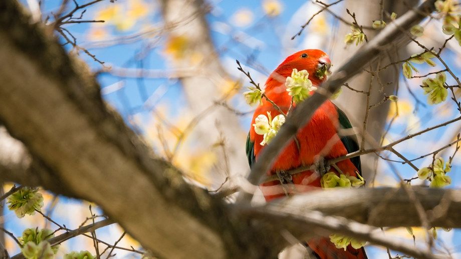 A king parrot in a tree