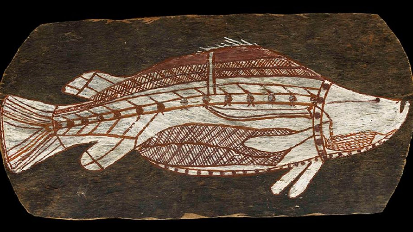Bark painting of a barramundi. Western Arnhem Land, about 1961 © The Trustees of the British Museum.