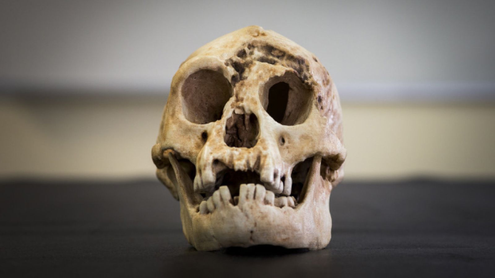  A Homo floresiensis skull. Image by Stuart Hay/ANU 