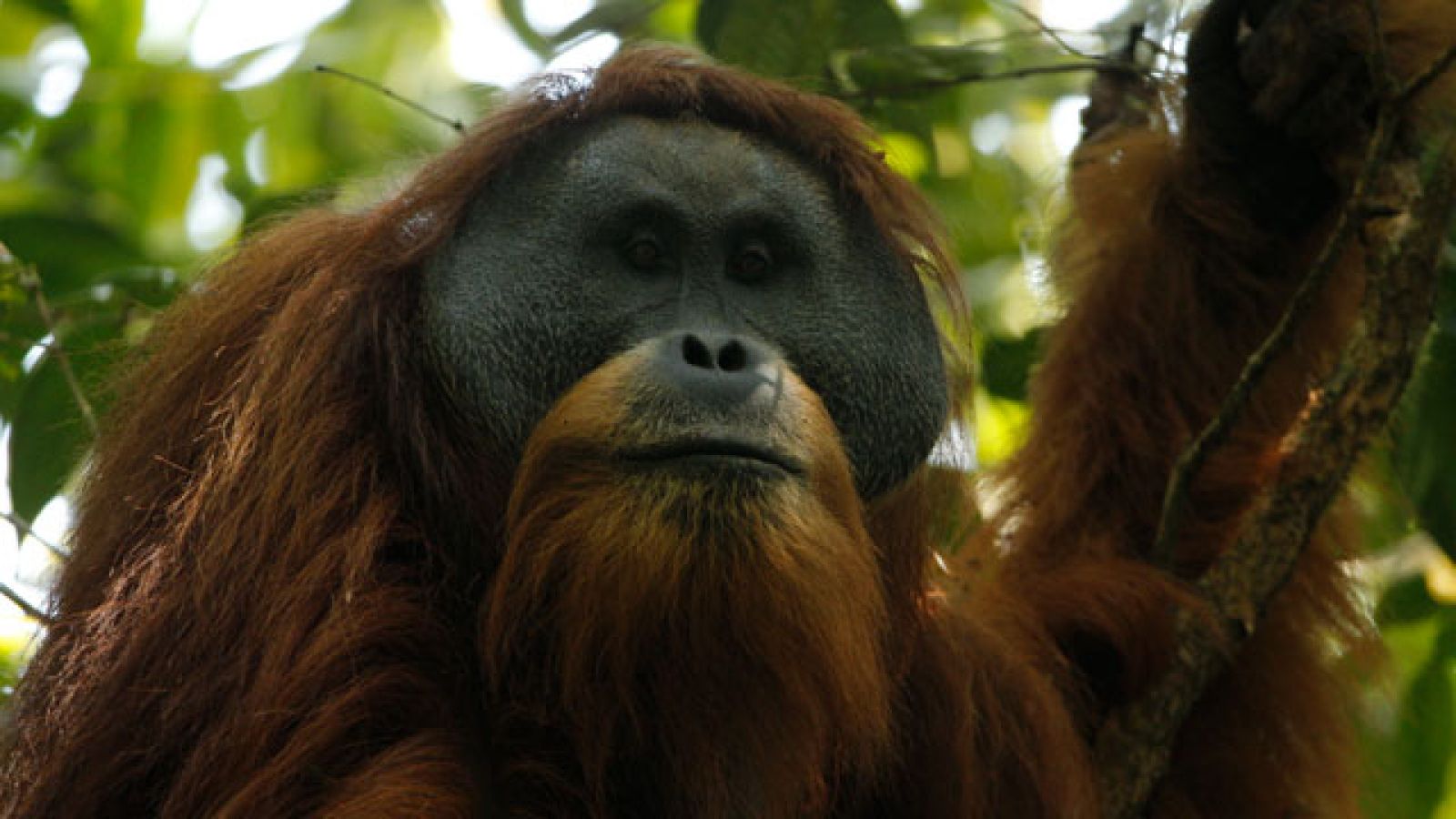 The Tapanuli orangutan is a population of just 800 apes found in a small forest in Sumatra. Image: Tim Laman