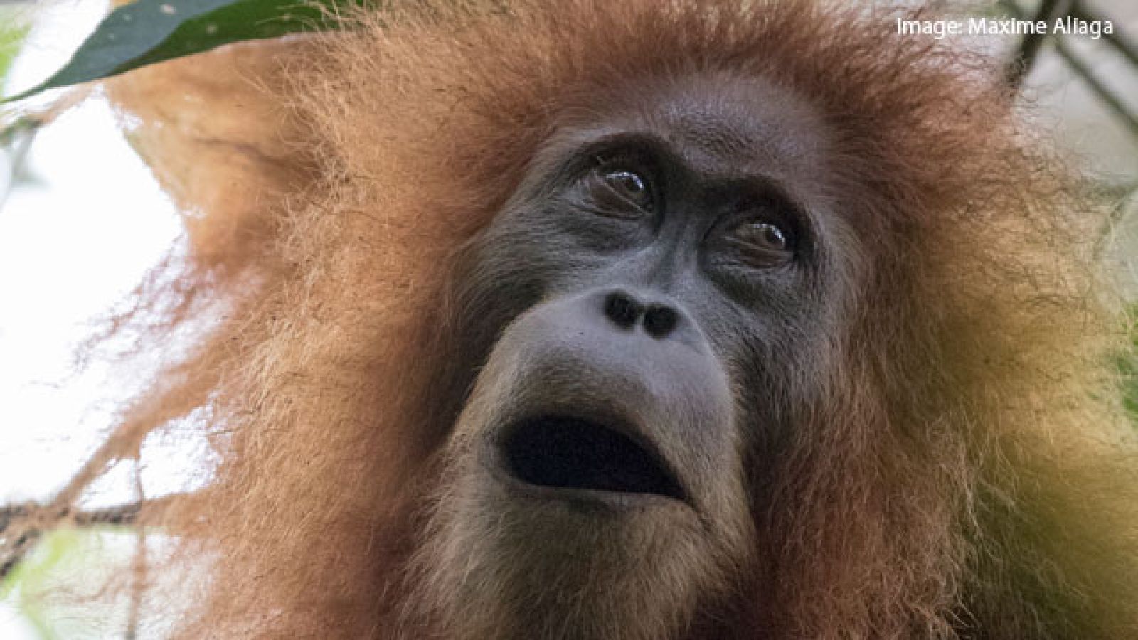  Tapanuli orangutan (Pongo tapanuliensis) photographed by Maxime Aliaga
 