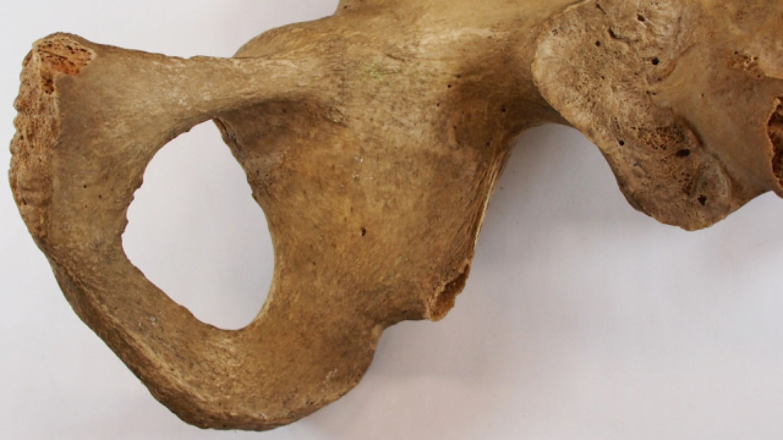  A close-up image of a pelvic bone taken by Clare McFadden, ANU
 