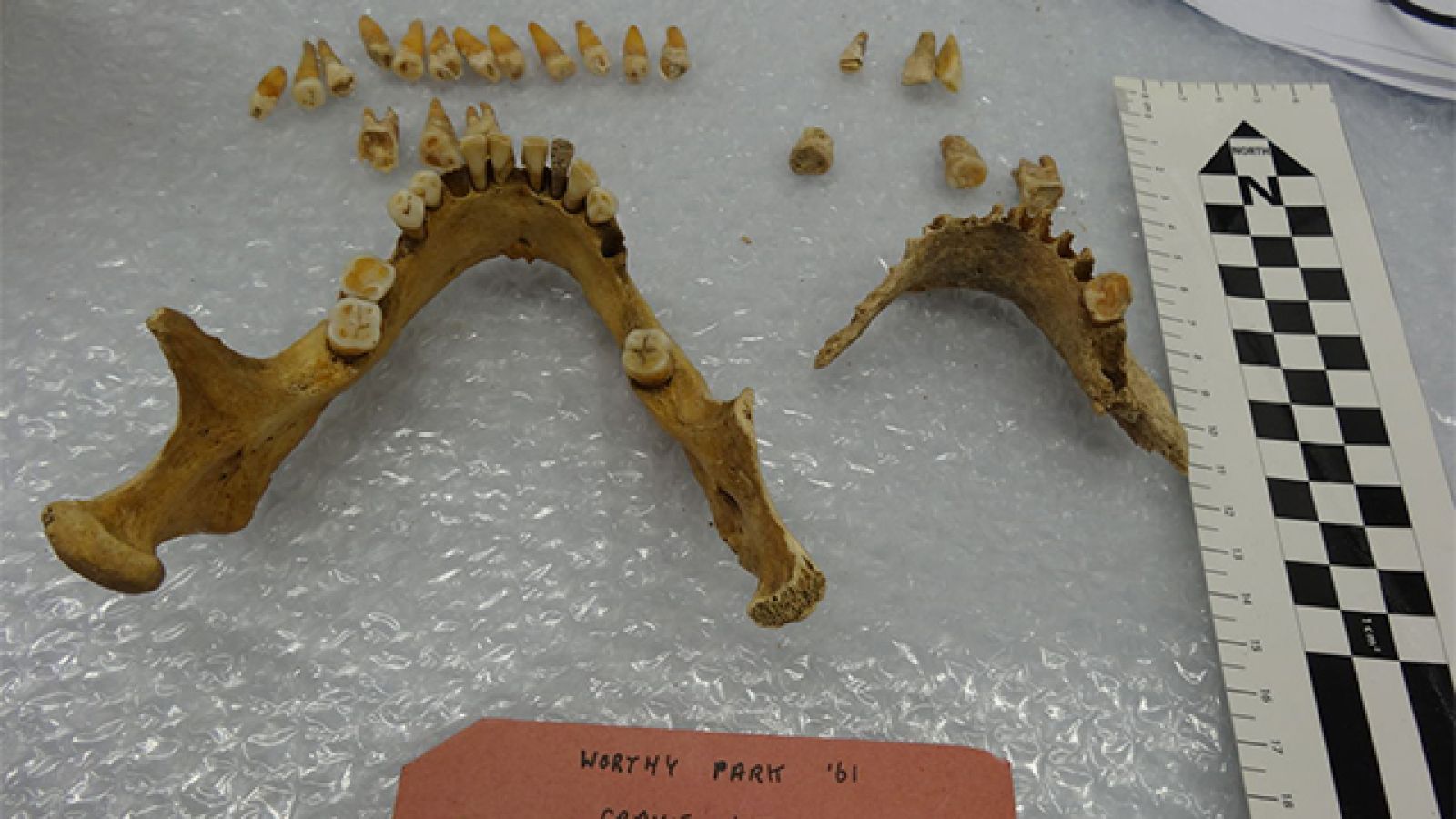 Skeletal remains from Christine Cave's study. Image: ANU