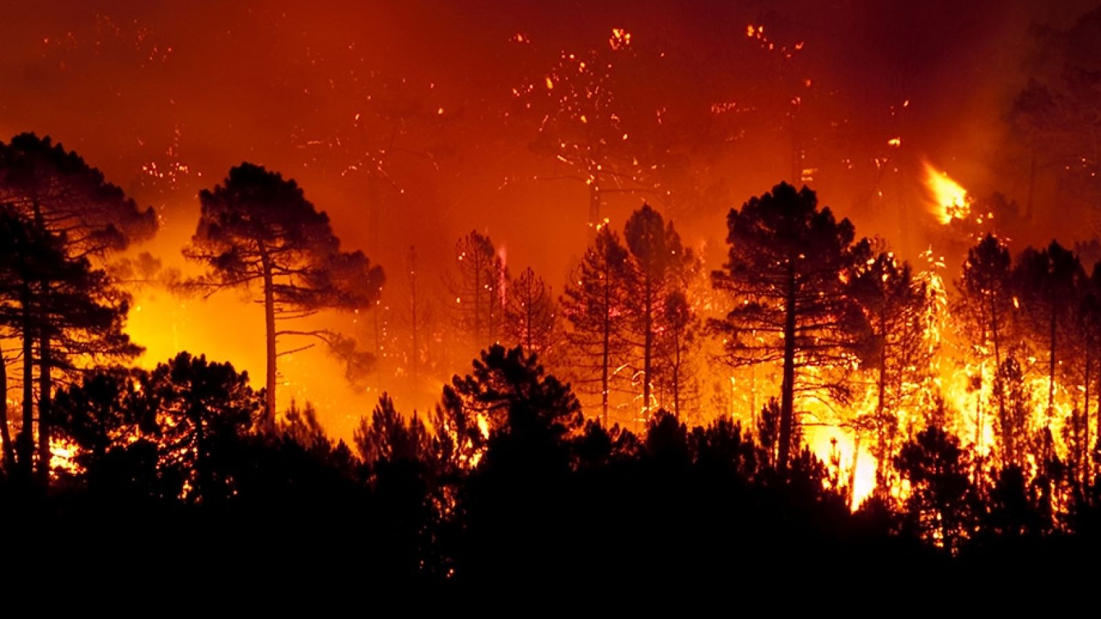 Image of a bushfire