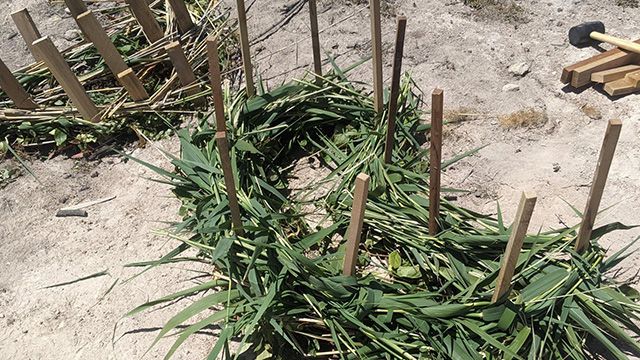 Image: Weeds woven around wooden stakes.